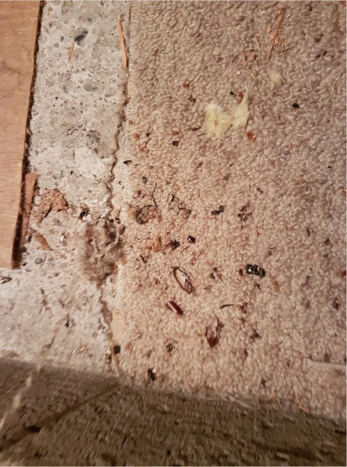 Traces de capricornes sur une charpente à Lavernose-Lacasse en Haute-Garonne